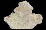 Mosasaur (Platecarpus) Dorsal Vertebra - Kansas #91058-1
